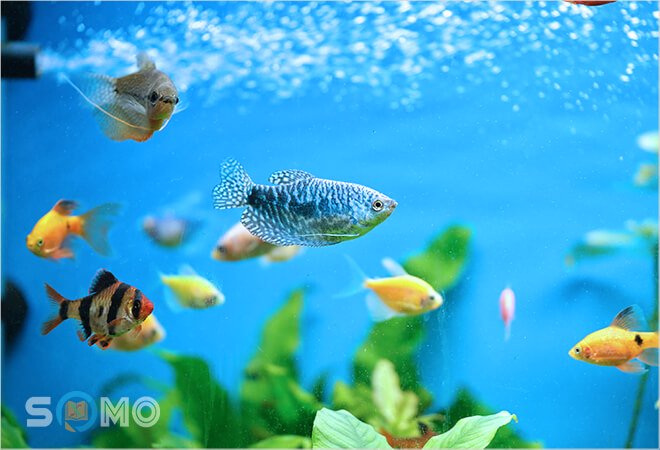 mơ thấy cá to nhỏ có ý nghĩa gì