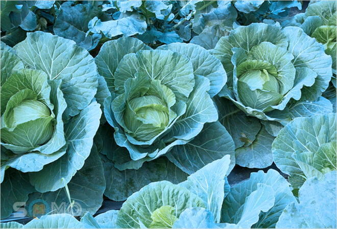 mơ thấy bắp cải