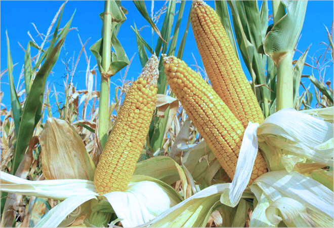 mơ thấy bắp ngô