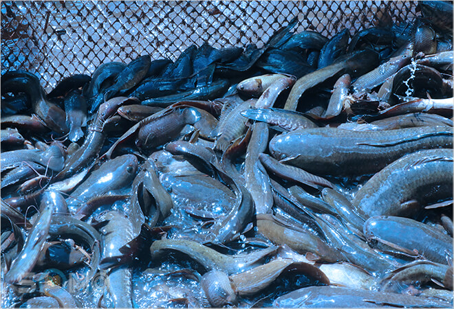 mơ thấy bắt được nhiều cá