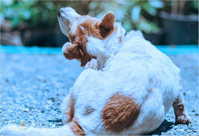 mơ thấy bắt rận cho chó