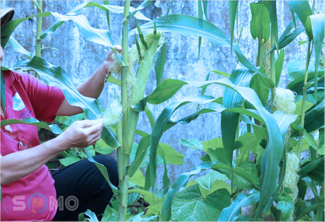 mơ thấy bẻ ngô