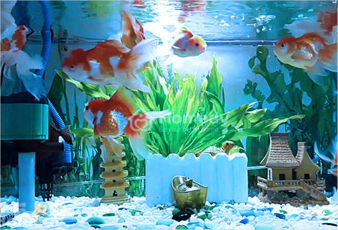 mơ thấy bể nuôi cá cảnh