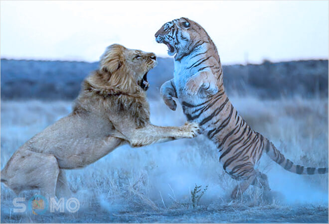 mơ thấy bị tấn công