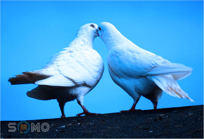 mơ thấy đôi chim bồ câu đánh con gì