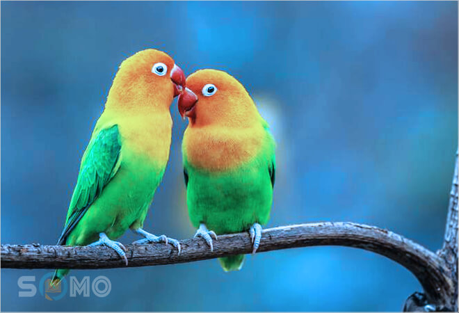 mơ thấy đôi vẹt đánh con gì