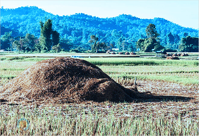 mơ thấy đống rơm đánh con gì