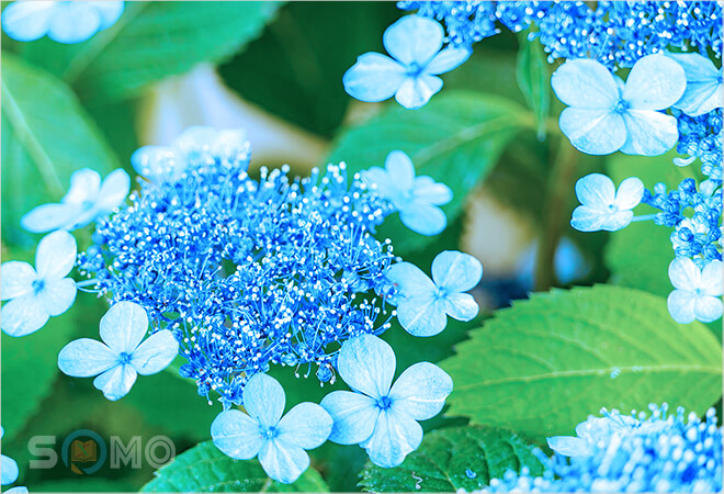 mơ thấy bông hoa