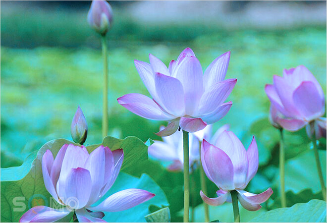 mơ thấy bông sen