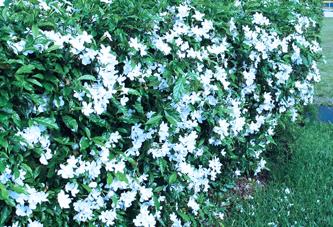 mơ thấy bụi cây