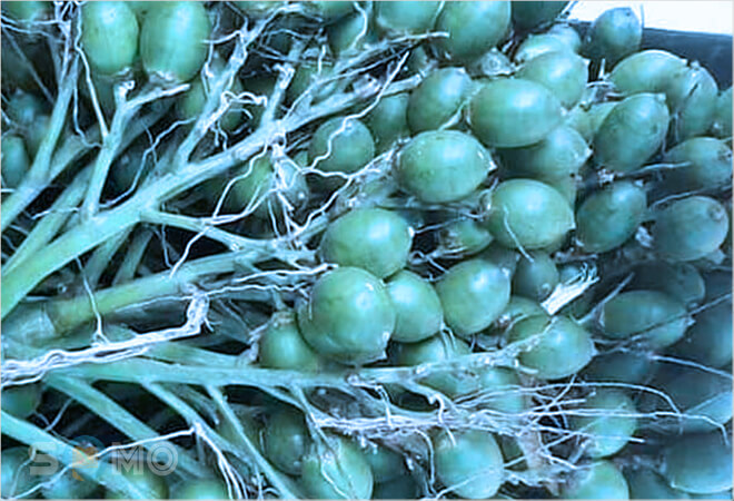 mơ thấy buồng cau