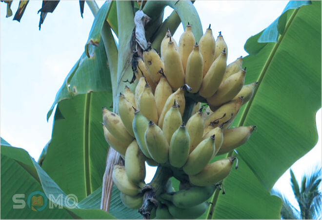 mơ thấy buồng chuối