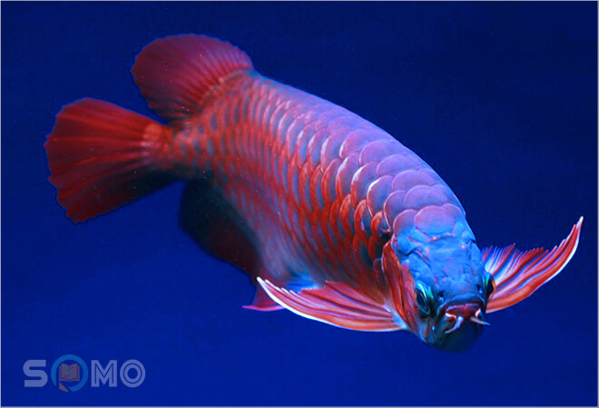 mơ thấy cá cảnh