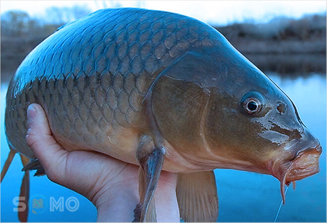 mơ thấy cá chép