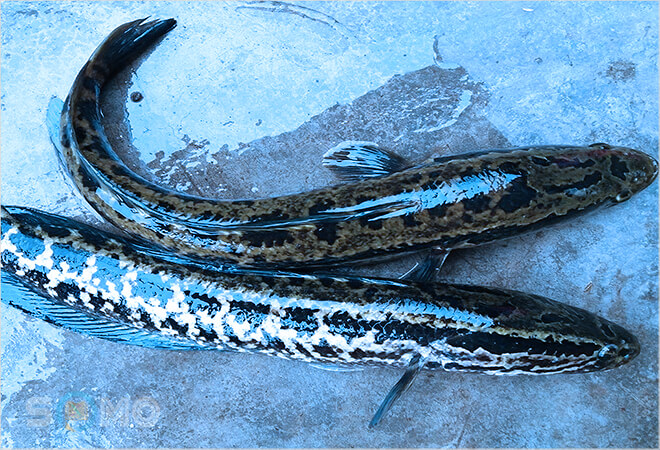 mơ thấy cá chuối