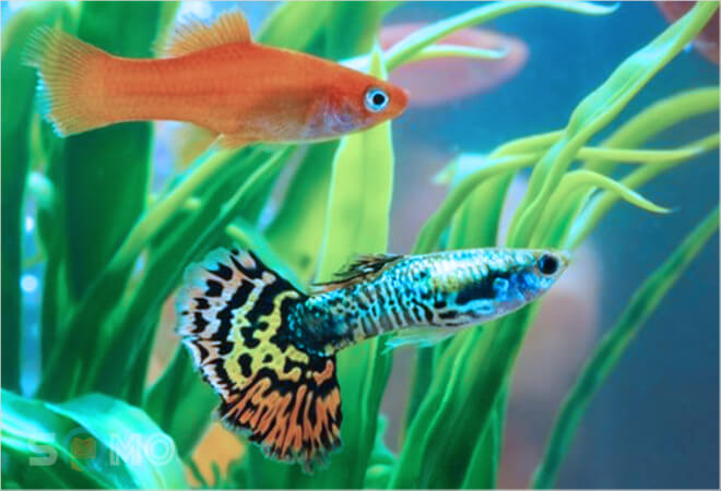 mơ thấy cá mây chiều