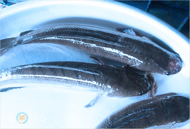 mơ thấy cá quả