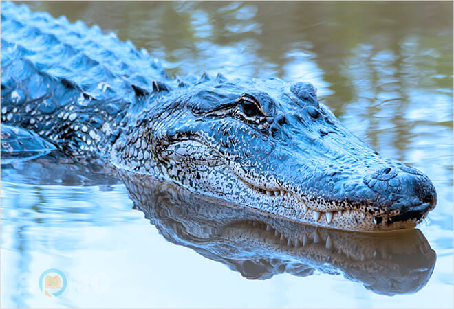 mơ thấy cá sấu