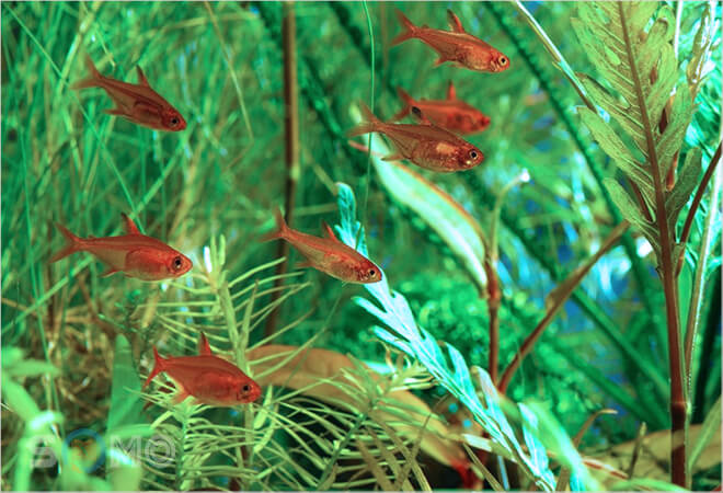 mơ thấy cá to nhỏ