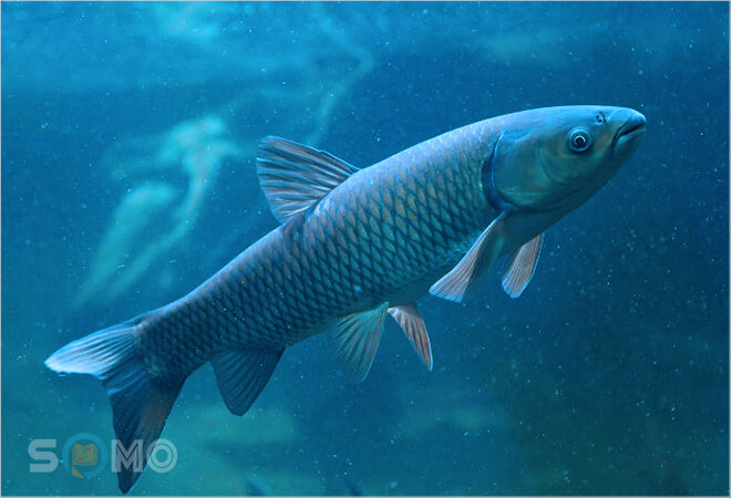 mơ thấy cá trắm