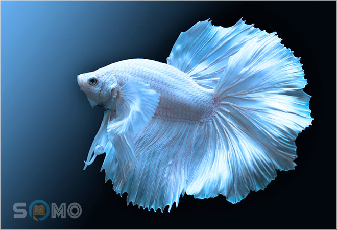 mơ thấy cá trắng