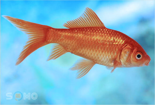 mơ thấy cá vàng