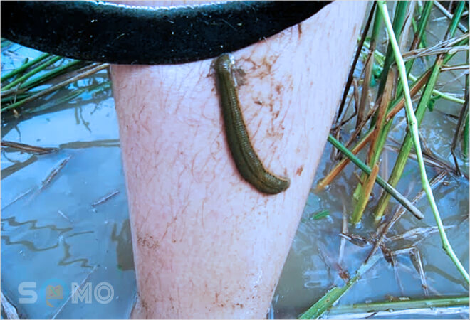 mơ thấy đỉa bám vào chân đánh con gì