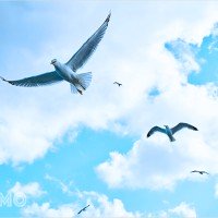 Mơ thấy Chim Trời: Tượng trưng về tự do, linh hồn và tinh thần phiêu lưu