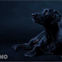 Mơ thấy Chó Đen: Tượng trưng về bí mật, Sự cảnh báo và tâm lý tối tăm