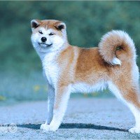 Mơ thấy con Chó Nhật: Biểu tượng của sự trung thành và trách nhiệm