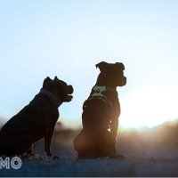Mơ thấy hai con chó: Tương tác và cân bằng trong mối quan hệ