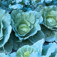 Khám phá giấc mơ bắp cải: Hạnh phúc, kỷ niệm và con số may mắn