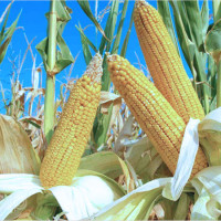 Nằm mơ thấy bắp ngô: Giải mã 6 tình tiết và dự đoán cặp số tài lộc