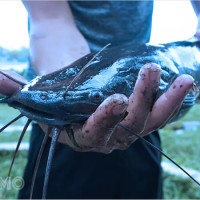 Ý nghĩa giấc mơ bắt cá ở suối và các con số may mắn bạn không nên bỏ qua