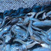 Mơ thấy bắt được nhiều cá là điềm gì? Giải mã tâm linh và con số may mắn