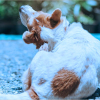 Tại sao bạn mơ thấy bắt rận cho chó? lý giải tâm linh và con số liên quan