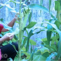 Giải mã giấc mơ bẻ ngô: Ý nghĩa, điềm báo và con số tài lộc