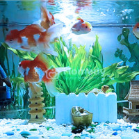 Giấc mơ bể nuôi cá cảnh và vận hạn: Giải mã chi tiết và đánh con gì tài lộc