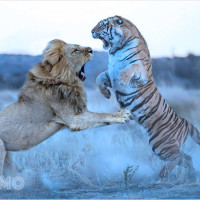 Mơ thấy nguy hiểm, bị tấn công: Dự báo tương lai và số lô đề đổi vận