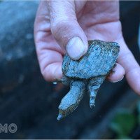 Ngủ mơ thấy con ba ba: Dấu hiệu bình an hay vận may đang gõ cửa?