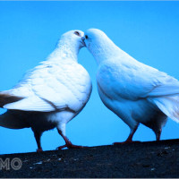 Đêm qua mơ thấy đôi chim bồ câu là điềm báo gì? Đánh đề số gì để trúng lớn?