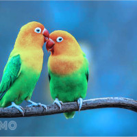 Chiêm bao thấy đôi vẹt: Giải mã chi tiết và con số may mắn ứng với giấc mơ