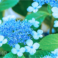 Niềm vui khi mơ thấy bông hoa: Khám phá tình tiết trong giấc mơ và bộ số may mắn