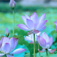 Mơ thấy bông sen: Câu chuyện về sự nỗ lực và tâm linh. Nên đánh con số nào thử vận may? 