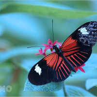 Mơ thấy bươm bướm báo hiệu điều gì trong tương lai? Con số lô đề nào chuẩn?