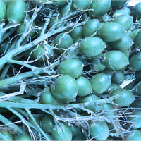 Mơ thấy buồng cau đẹp: Dự báo tin vui về gia đạo và con số nên chọn