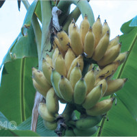 Buồng chuối xuất hiện trong giấc mơ: Thông điệp tài vận và hạnh phúc