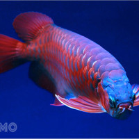 Lý giải giấc mơ thấy cá cảnh: Tài lộc, bình yên và con số gợi ý