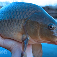 Mơ thấy cá chép: Báo hiệu tin vui gì? Gợi ý số đẹp hôm nay