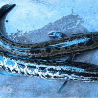 Tại sao lại mơ thấy cá chuối? Giải mã ngay kèm bộ số may mắn cực chuẩn